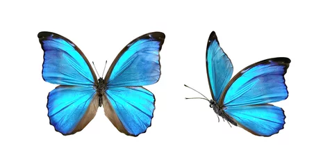 Foto op Plexiglas Set twee prachtige blauwe tropische vlinders met gespreide vleugels en tijdens de vlucht geïsoleerd op een witte achtergrond, close-up macro. © Laura Pashkevich