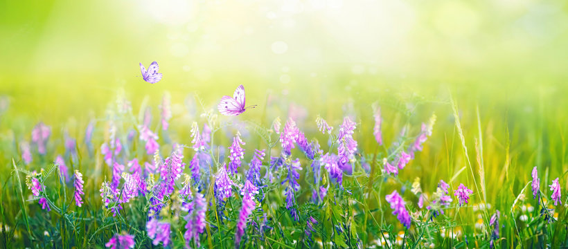 Beautiful gentle spring summer natural background. Butterflies are fluttering over  meadow of wild flowers and young juicy green grass in sunlight on nature, blurred background, soft focus.
