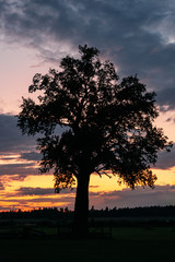 Fototapeta na wymiar Silhouette of a knotty oak tree against a pink and orange sunset sky