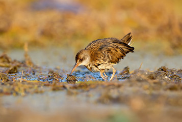 The young water rail (Rallus aquaticus) in soft morning light.
