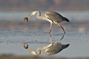 Grey heron with fish in beak. Unusual reflection on the water.