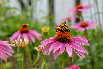 Two tortoiseshell butterflies sitting on the same pink cone flower