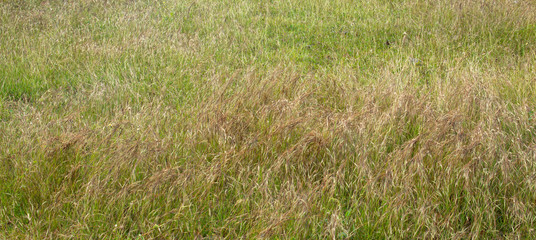 Uneven grass leafs wide angle . Use for nature concepts.