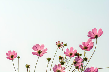 Pink cosmos flowers on the sky background