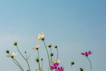 cosmos flowers on the sky background
