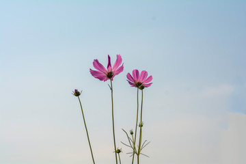 back of pink cosmos flowers on the sky background