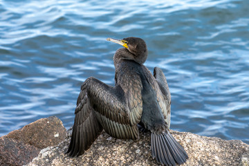 Close up of a Cormorant bird sitting on  rock drying its wings
