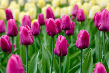 Purple tulips in the garden, sort Purple Prince. Bulbous plants in the garden.