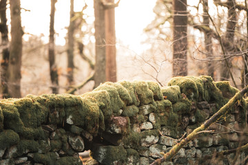 Fototapeta na wymiar Dry Stone Wall with moss growing on the top during sunset with the sun in the background, shot in Winter