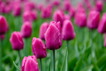 Beautiful purple tulips in the garden, sort Purple Prince. Bulbous plants in the garden.