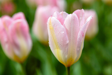 Fototapeta premium Beautiful pink tulips in the garden, sort Flaming Purissimi. Bulbous plants in the garden.