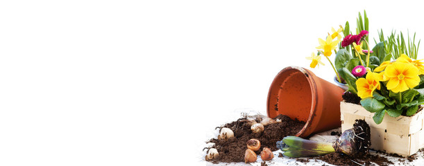 Frühlingsblumen pflanzen, Primeln, Osterglocken, Banner, Header, Headline