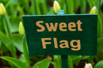 Beautiful pink tulips in the garden, sort Sweet Flag. Bulbous plants in the garden.