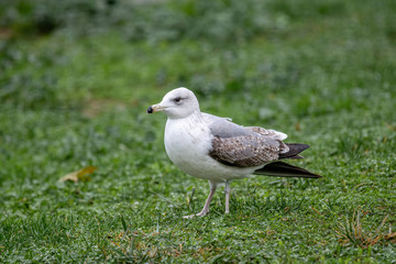 Close up of Caspian gull Larus cachinnans