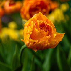 Beautiful orange tulips in the garden, sort Sun Lover. Bulbous plants in the garden.