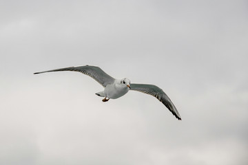 Black headed Gull (Larus ridibundus) in flight close up