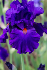 Bearded iris flower with stand petals and falls petals/ Iris Flowers (Family Iridaceae) 