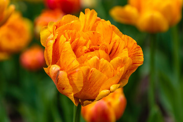 Beautiful orange tulips in the garden, sort Sun Lover. Bulbous plants in the garden.