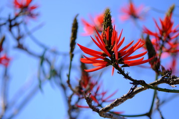 Red flower and blue sky