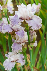 Bearded iris flower with stand petals and falls petals/ Iris Flowers (Family Iridaceae) 