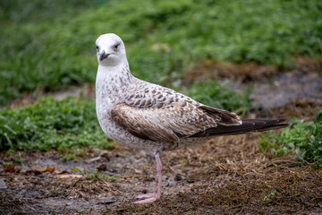 Close up of Caspian gull Larus cachinnans