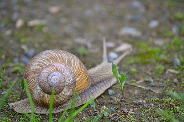 Weinbergschnecke in Nahaufnahme hinter einzelnen Grashalmen / Snail on the road behind some gras