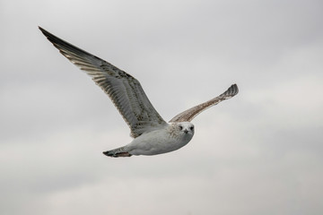 Close up of Caspian gull Larus cachinnans