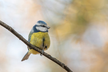 Blue tit (Cyanistes caeruleus or Parus caeruleus) Wildlife photo