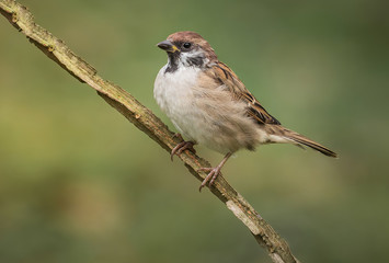 Eurasian tree sparrow (Passer Montanus) sitting sideways on a branch.