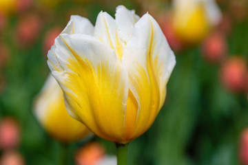 Fototapeta premium Beautiful yellow tulips in the garden, sort Orange Cassini. Bulbous plants in the garden.