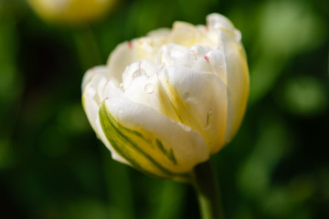 Beautiful white double tulips in the garden, sort White Heart. Bulbous plants in the garden.