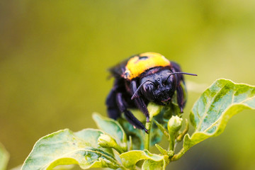 A single bee resting on a plant during sunny morning.