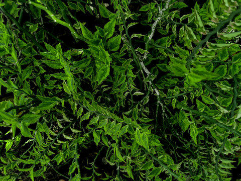 Nature view of Pedilanthus tithymaloides plants for background and wallpaper. Natural green plants landscape