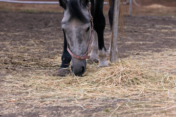 A gray horse eats hay in a corral on a cloudy autumn day.