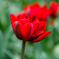 Beautiful red tulips in the garden, sort Red Princess. Bulbous plants in the garden.
