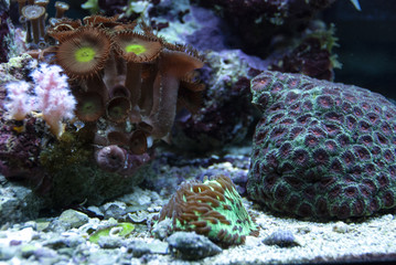 aquarium