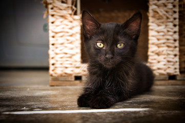Fototapeta na wymiar Animal / Cat, All black kitten sitting on a concrete floor with wicker basket in the background.