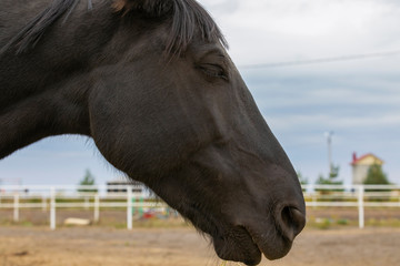 Portrait of an old black horse in a corral on nature.