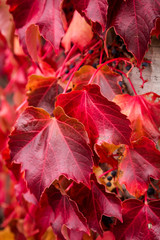 Virginia creeper vine (Parthenocissus quinquefolia) with dark-blue berries and crimson leaves in autumn. It is a five-leaved ivy or five-finger and is a species of flowering plant in the grape family