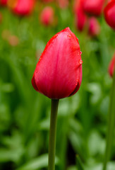Fototapeta premium Beautiful red tulips in the garden, sort Red Impression. Bulbous plants in the garden.
