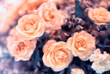 Closeup image of beautiful flowers wall background with amazing red and white roses Retro filter.