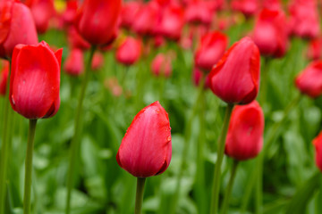 Beautiful red tulips in the garden, sort Red Impression. Bulbous plants in the garden.