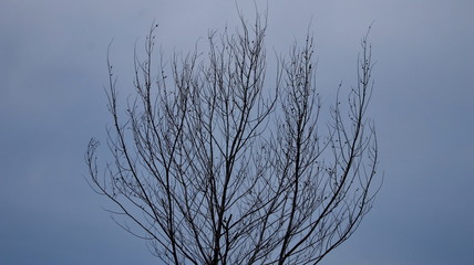 old tree on a dry beach with a sky background