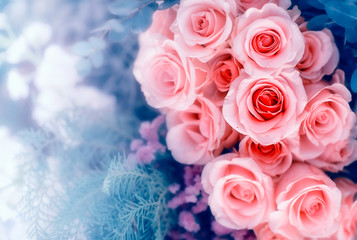 Closeup image of beautiful flowers wall background with amazing red and white roses Retro filter.