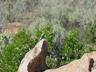 Blaue Steinagame in Südafrika