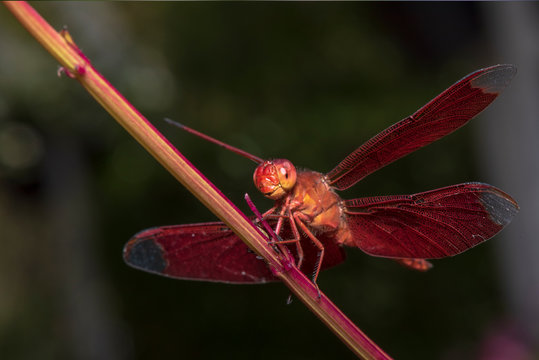 Image of dragonfly red perched on the grass top in the nature.
