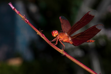 Fototapeta na wymiar Image of dragonfly red perched on the grass top in the nature.