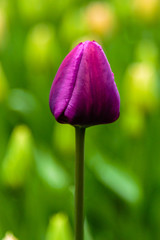 Purple tulips in the garden, sort Negrita. Bulbous plants in the garden.