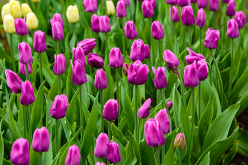 Purple tulips in the garden, sort Blue Beauty. Bulbous plants in the garden.