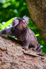 Common white-tufted-ear Marmosets (small monkeys) on tree brach in the rainforest, in São Paulo
